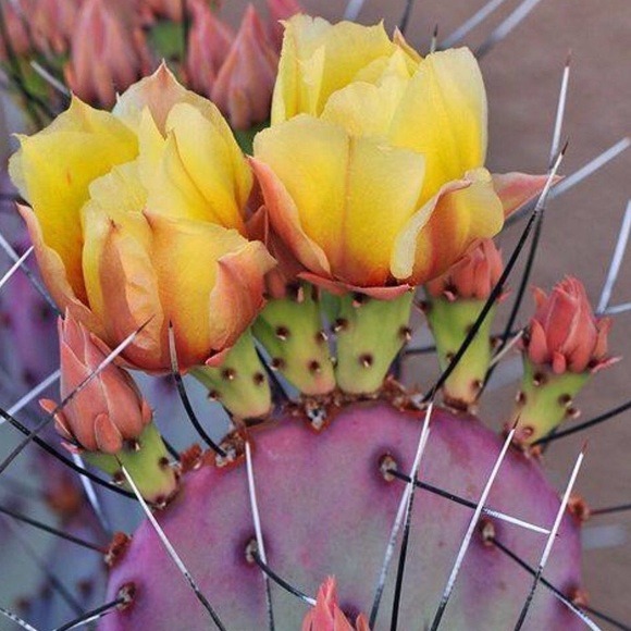 Meet your Posher, Sarah - Picture 1 of 1